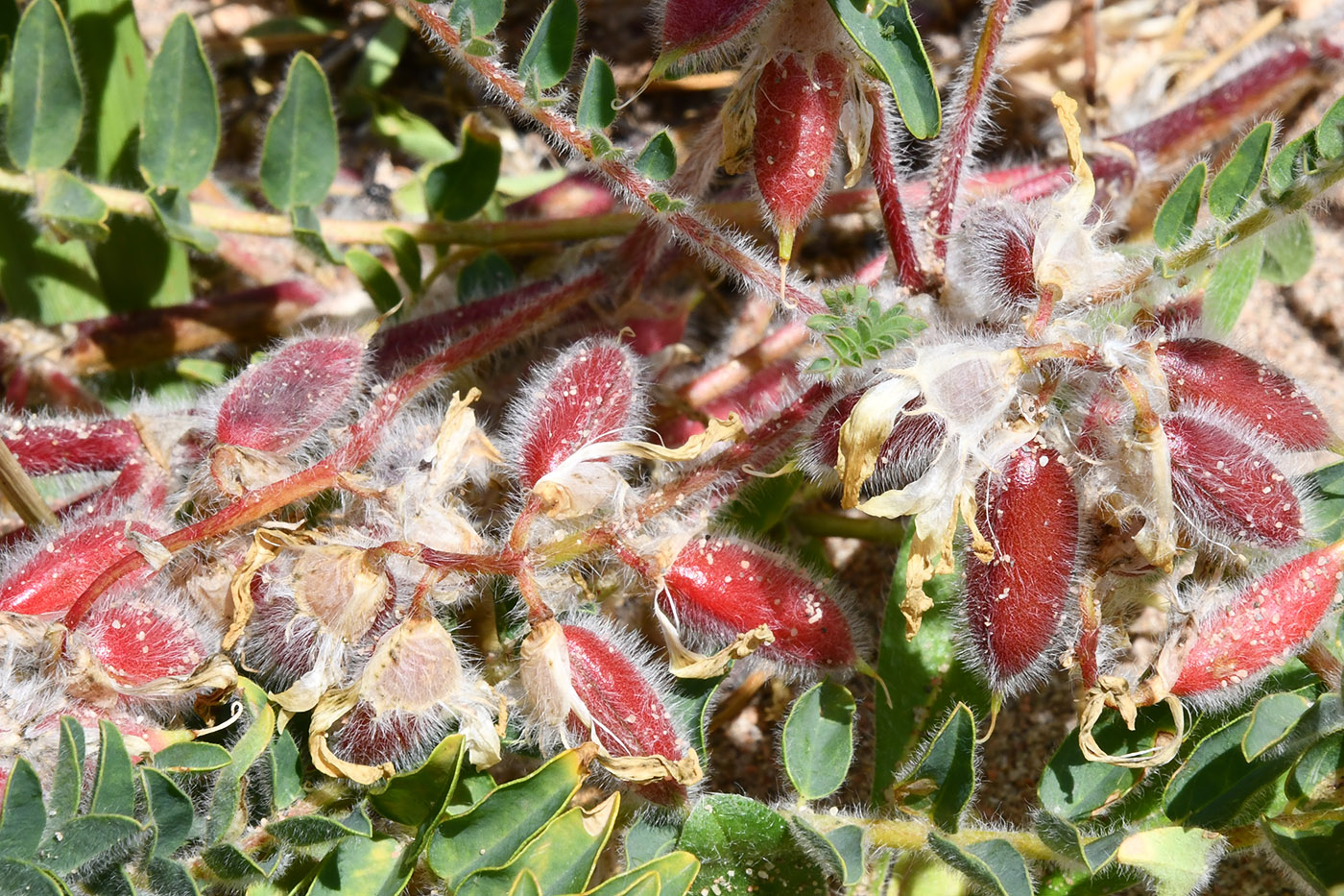 Изображение особи Astragalus rubtzovii.