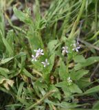 genus Chorispora. Верхушка цветущего растения. Турция, ил Ван, окраина дер. Явузлар, горная степь. 23 мая 2025 г.