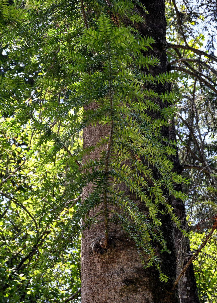 Image of Araucaria bidwillii specimen.