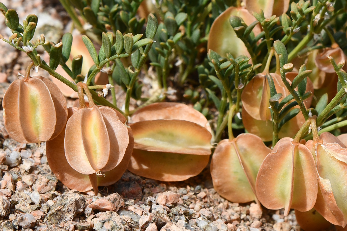 Image of Zygophyllum kegense specimen.