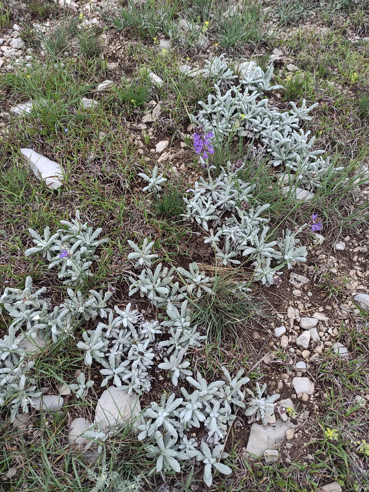 Image of familia Lamiaceae specimen.