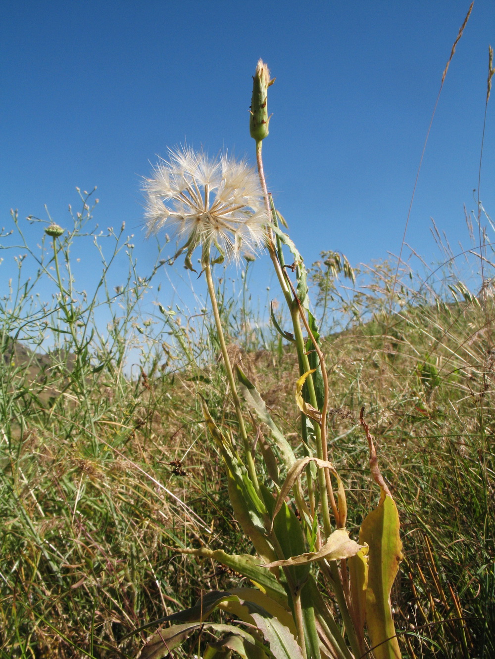 Image of genus Scorzonera specimen.