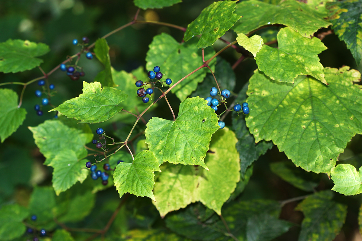Image of Ampelopsis brevipedunculata specimen.