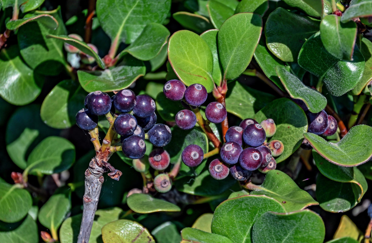 Image of Rhaphiolepis umbellata specimen.