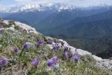 Pulsatilla violacea. Цветущие растения. Адыгея, Кавказский биосферный запов., плато Лагонаки, хр. Каменное Море, западная сторона горы Нагай-Кош, на краю обрыва. 7 мая 2025 г.