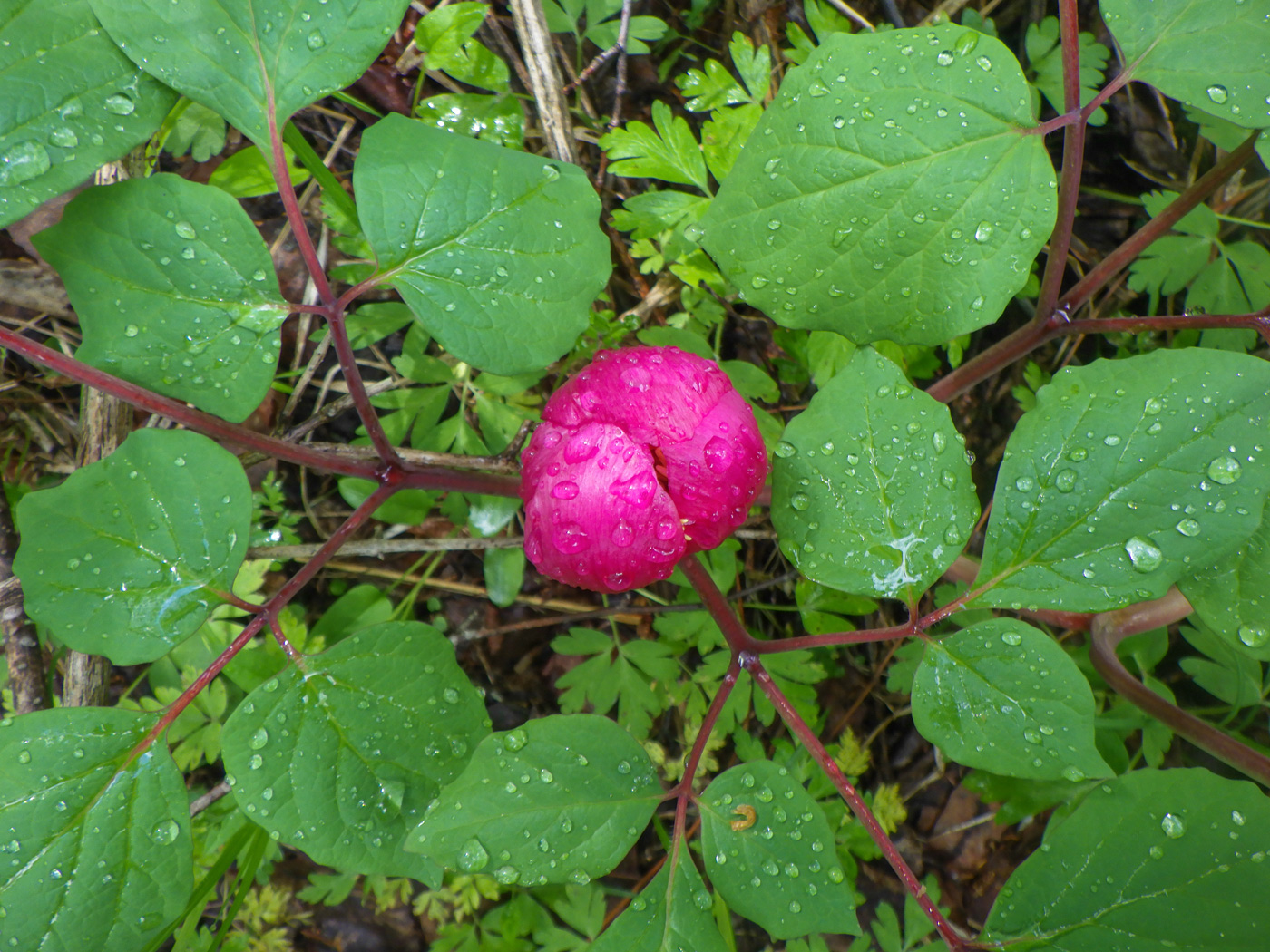Image of Paeonia obovata specimen.