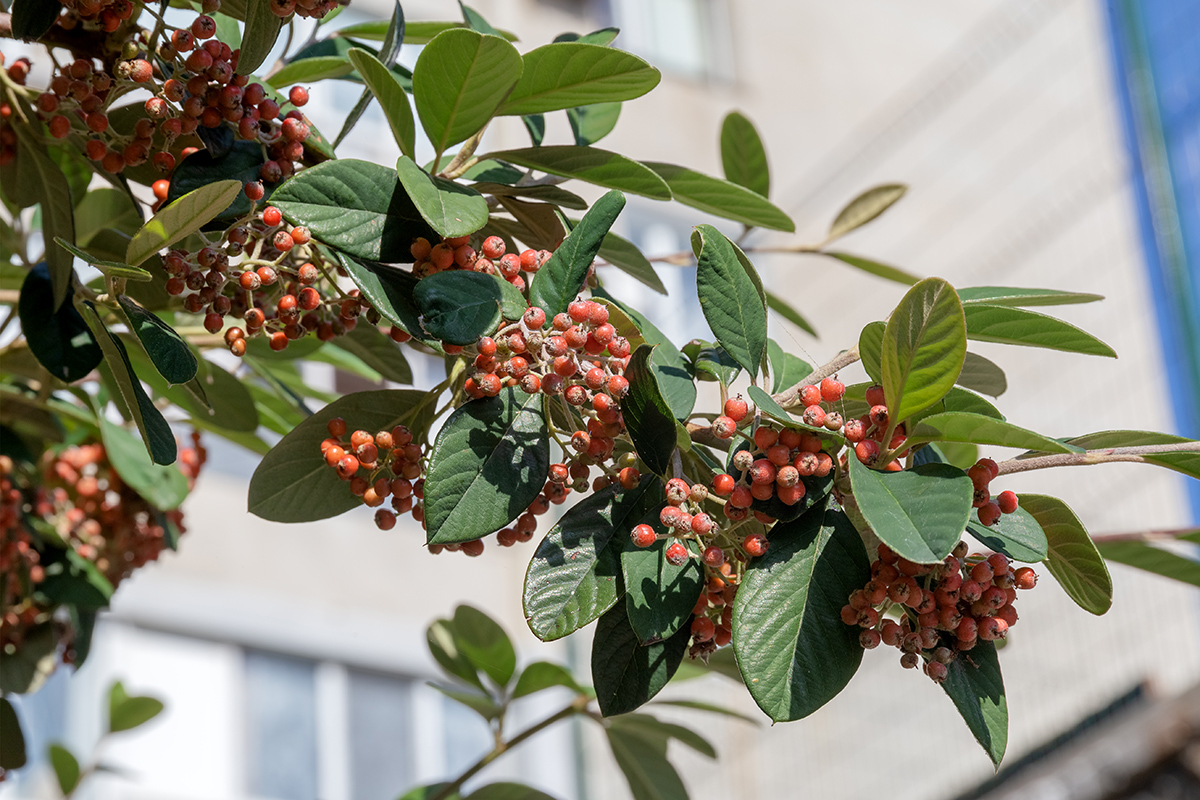 Изображение особи род Cotoneaster.