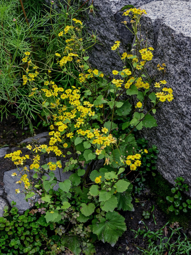 Изображение особи Sinosenecio oldhamianus.