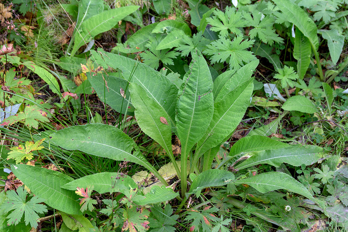 Image of Cirsium heterophyllum specimen.