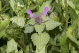 Lamium purpureum. Верхушка цветущего растения. Крым, Бахчисарайский р-н, с. Танковое, садовый участок. 17.04.2026.