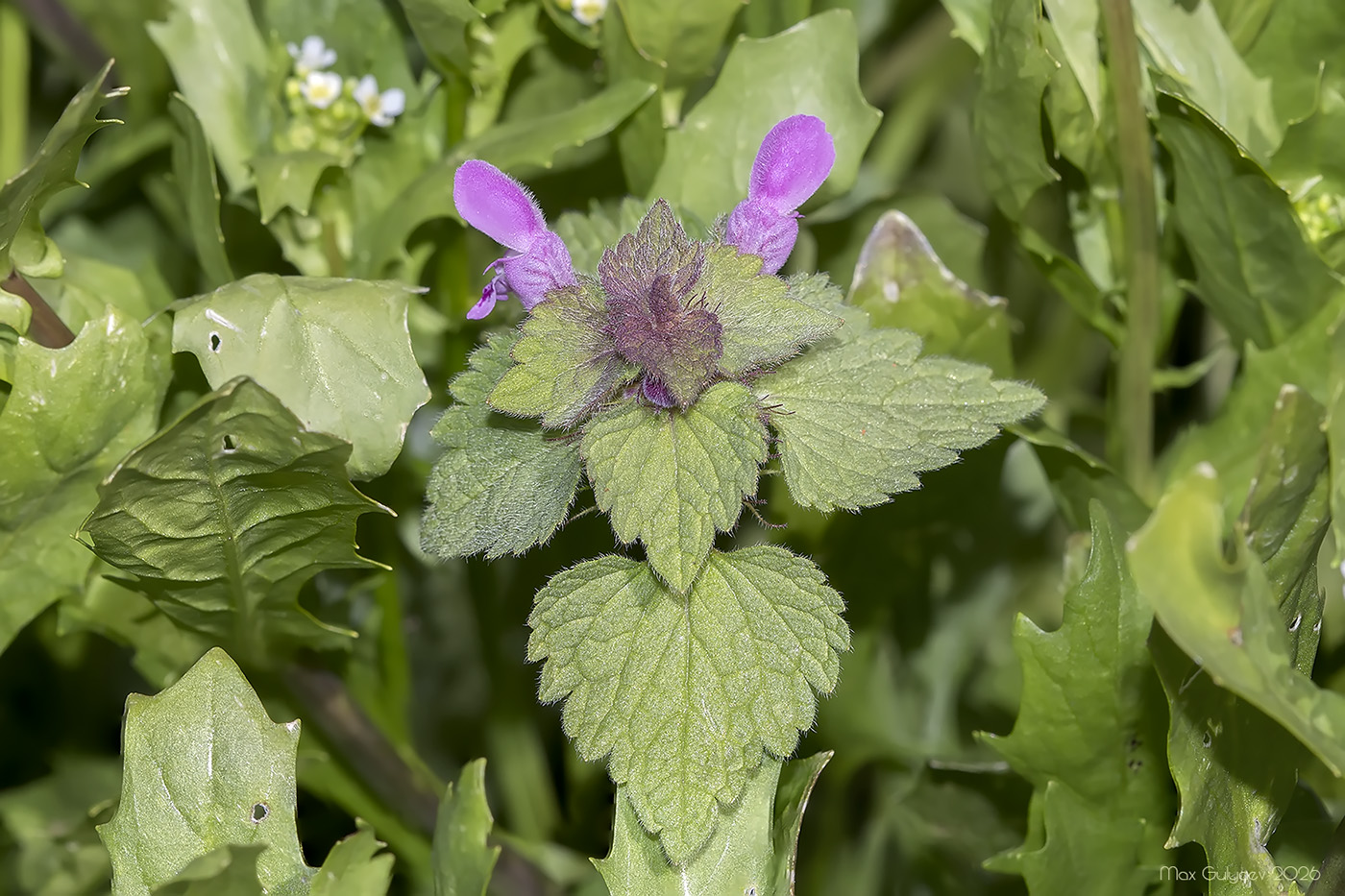 Изображение особи Lamium purpureum.
