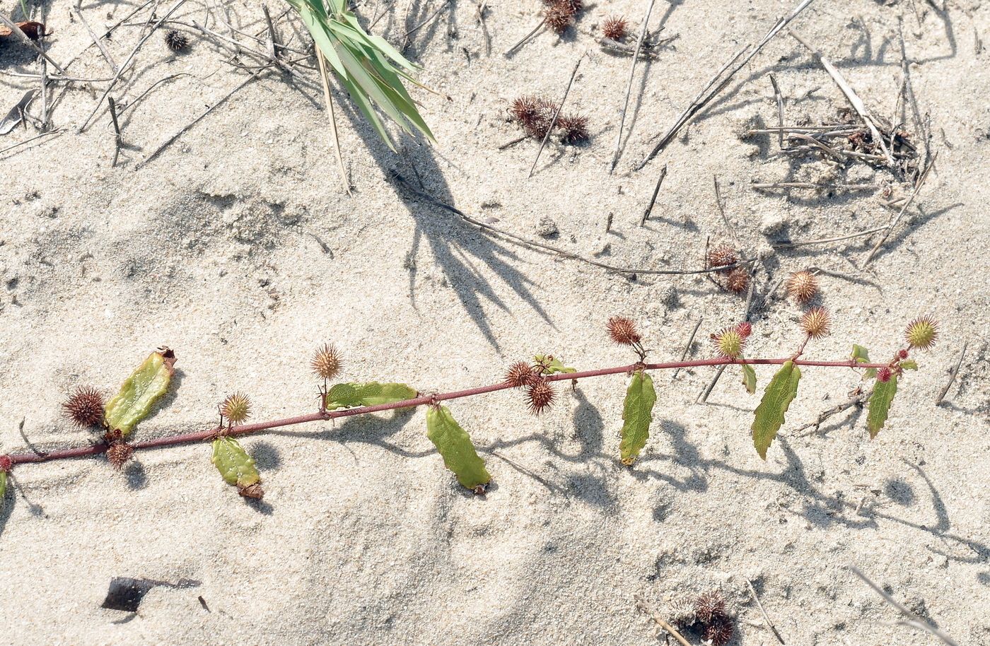 Image of genus Triumfetta specimen.