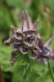 Corydalis solida. Отцветшие цветки на верхушке соцветия. Ленинградская обл., Ломоносовский р-н, дер. Дубки, дачный участок. 01.05.2026.