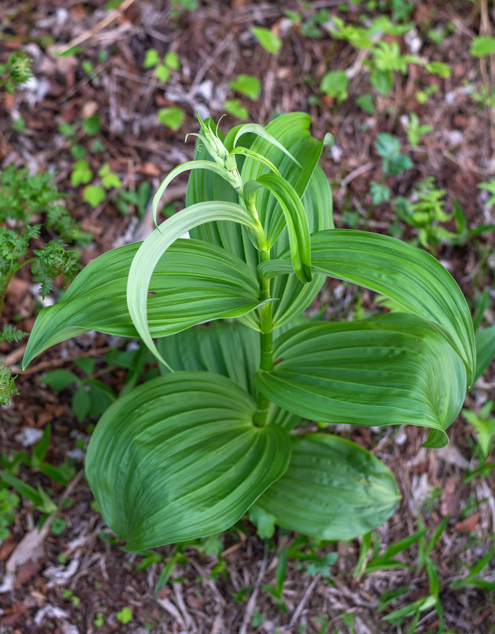Image of Veratrum dahuricum specimen.