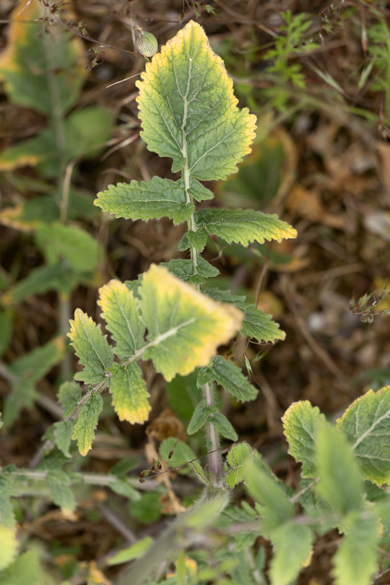 Image of familia Brassicaceae specimen.