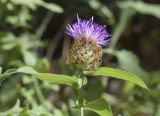 Centaurea pectinata. Верхушка побега с соцветием. Испания, Каталония, пров. Барселона, комарка Осона, муниципалитет Виланова-де-Сау, водохранилище Сау, просека в смешанном лесу. 31.05.2026.