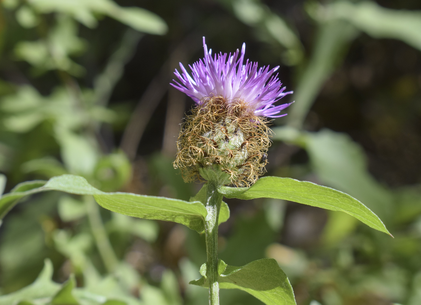 Image of Centaurea pectinata specimen.