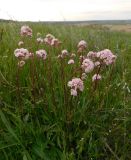 Valeriana tuberosa. Цветущие растения. Ростовская обл., Октябрьский р-н, дол. р. Аюта, правый коренной берег пруда Терновый Яр, степь. 18.04.2026.
