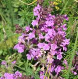 View full-size image Clinopodium vulgare
