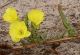 Oenothera biennis. Вторичное отрастание с цветением от отплодоносившего полёгшего побега. Ленинградская обл., Кингисеппский р-н, окр. дер. Выбье, приморский луг. 12.09.2025.
