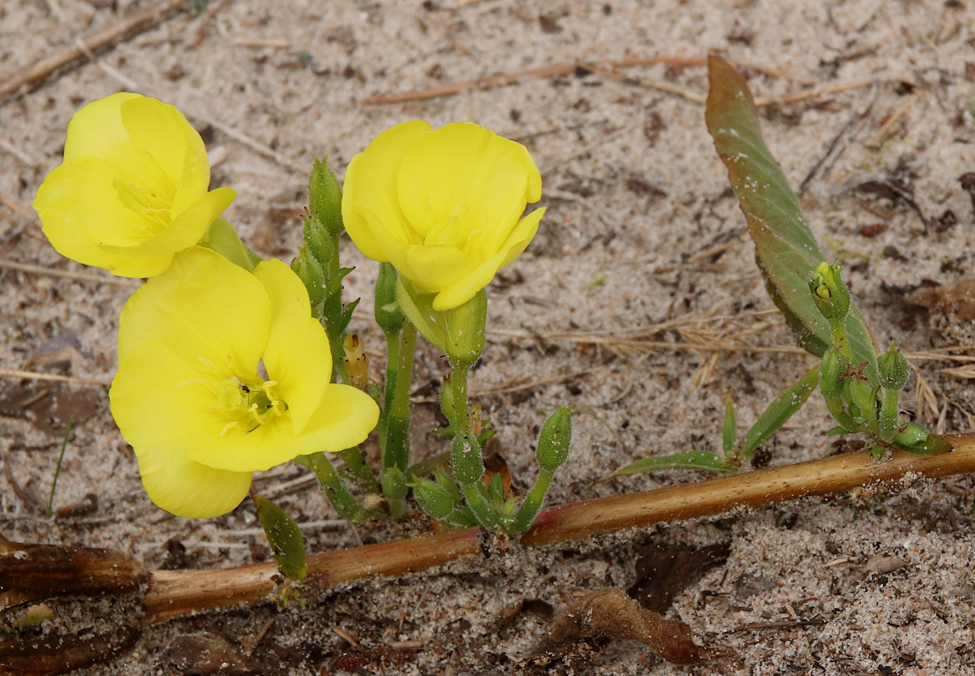 Изображение особи Oenothera biennis.
