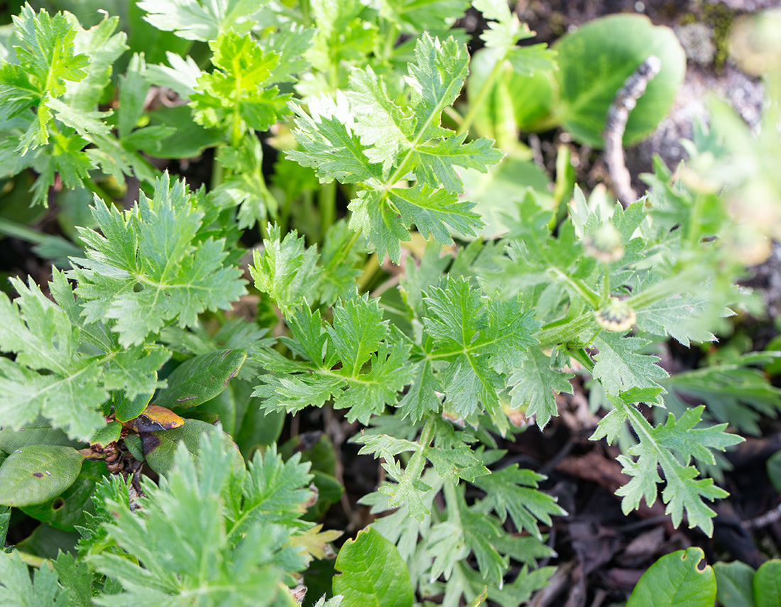 Image of Artemisia arctica specimen.
