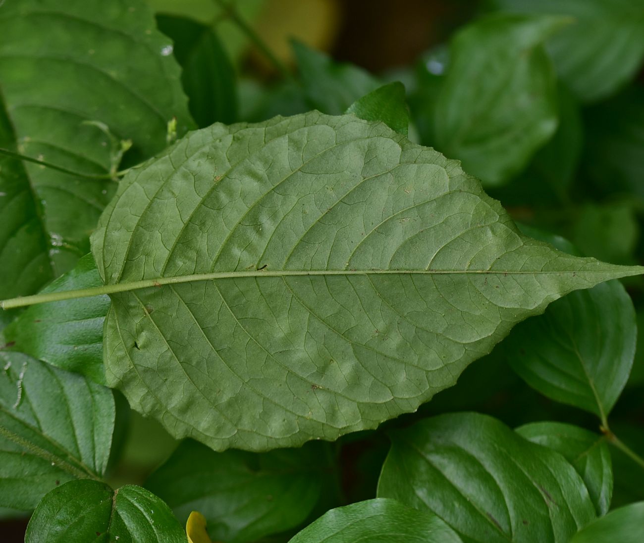 Image of Circaea × intermedia specimen.