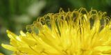 род Taraxacum