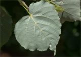 Tilia cordata. Лист (вид на абаксиальную поверхность). Татарстан, Волжско-Камский запов., о. Буровая Стрелка, песчаный пляж у подножия обрывистого берега. 04.06.2026.