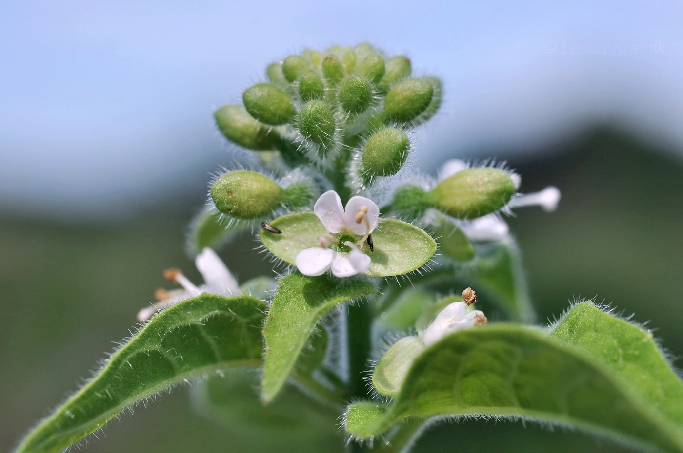 Изображение особи Circaea cordata.