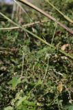 Sicyos angulatus. Цветущие побеги. Крым, Севастополь, пустырь. 04.10.2026.