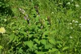 genus Campanula. Верхушки растений с развивающимися соцветиями. Турция, ил Артвин, р-н Юсуфели, 250 м ниже дер. Гюльпынар, выс. 1500 м н.у.м., луг среди зарослей. 13 июня 2026 г.
