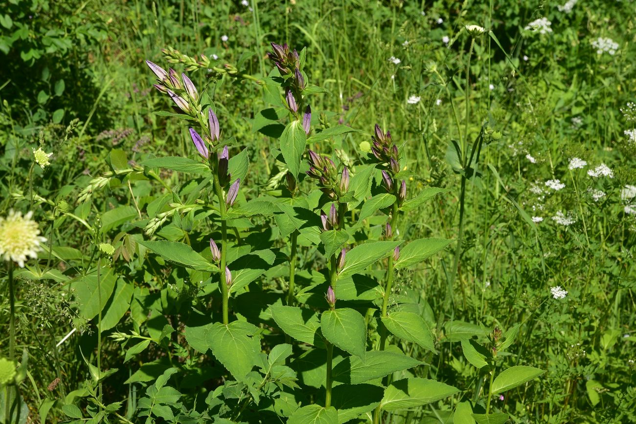 Image of genus Campanula specimen.