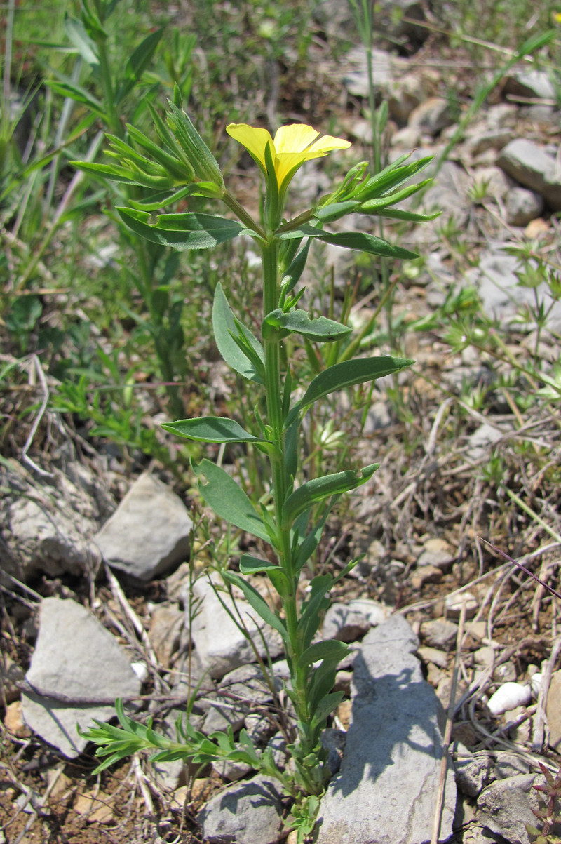 Изображение особи Linum nodiflorum.