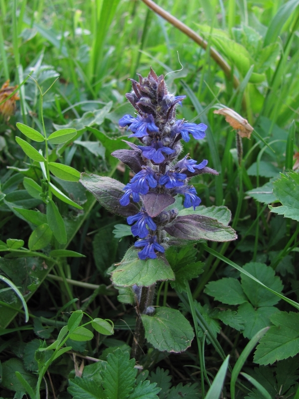 Image of Ajuga reptans specimen.