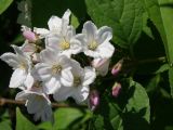 Deutzia scabra