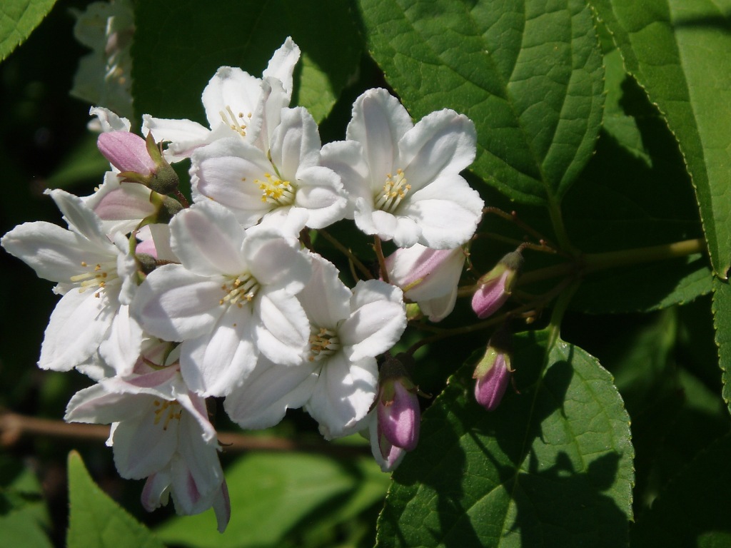 Изображение особи Deutzia scabra.