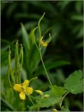 Chelidonium majus