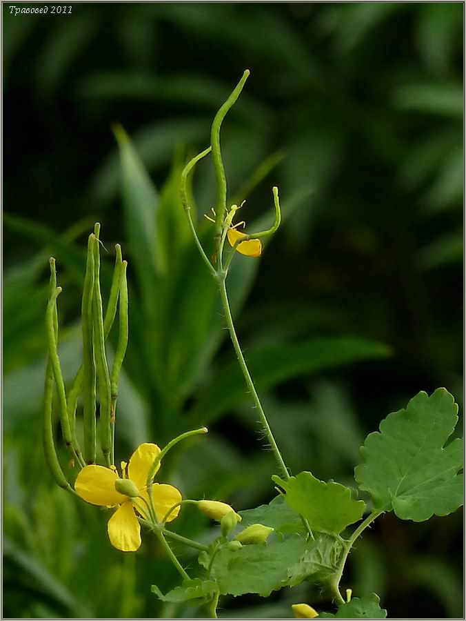 Image of Chelidonium majus specimen.