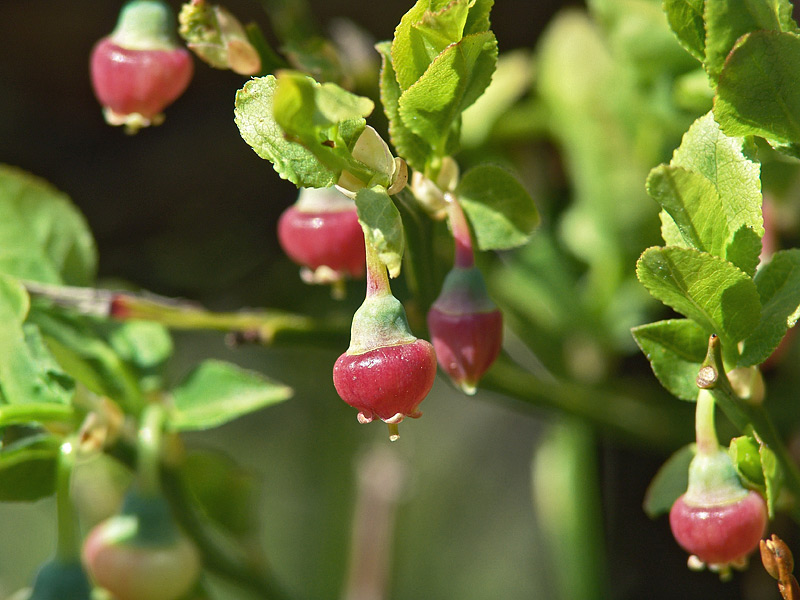 Изображение особи Vaccinium myrtillus.