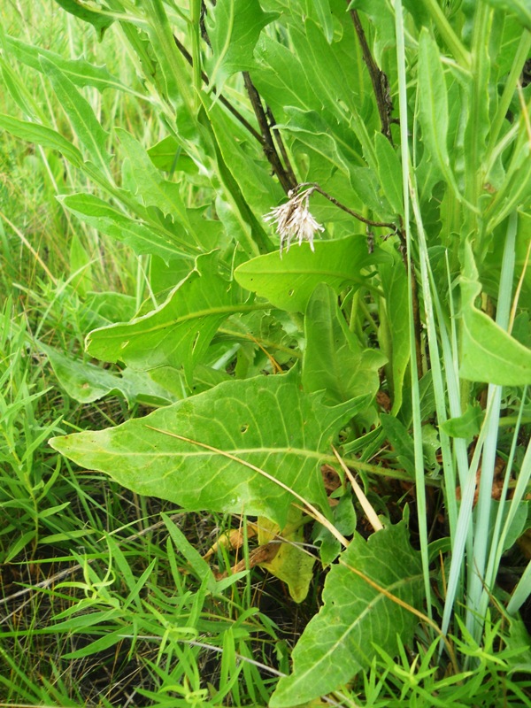 Изображение особи Saussurea salsa.