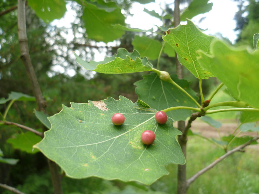 Image of Populus tremula specimen.