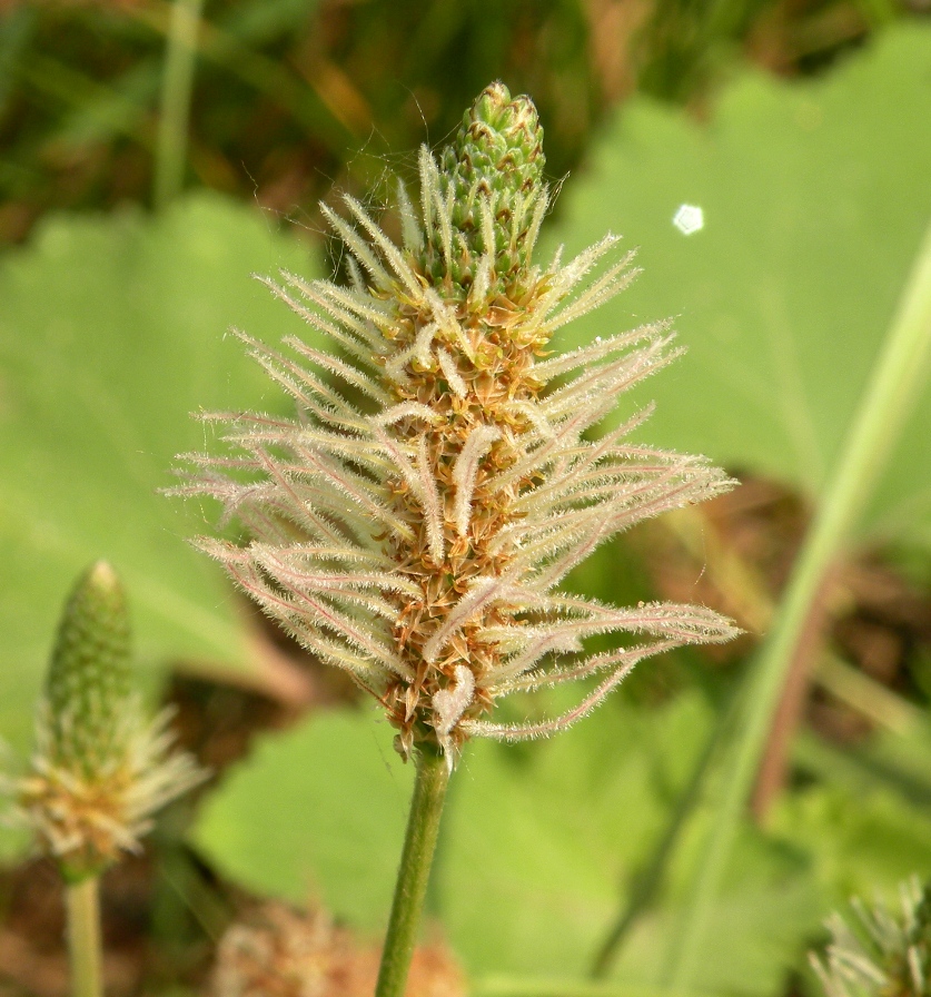 Изображение особи Plantago lanceolata.