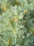 Astragalus arnacanthoides