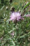 Centaurea stoebe