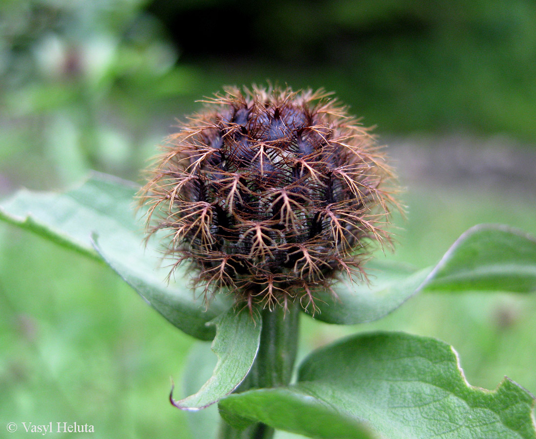 Изображение особи Centaurea carpatica.