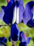 Lupinus pilosus