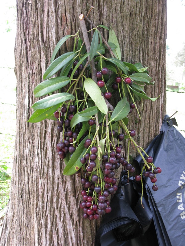 Image of Lauro-cerasus officinalis specimen.