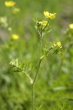 Ranunculus tenuilobus