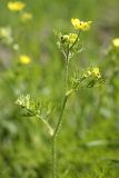 Ranunculus tenuilobus. Верхушка цветущего растения. Таджикистан, западный водораздел бассейна реки Лучоб южнее кишлака Касаторош. 21.04.2011.